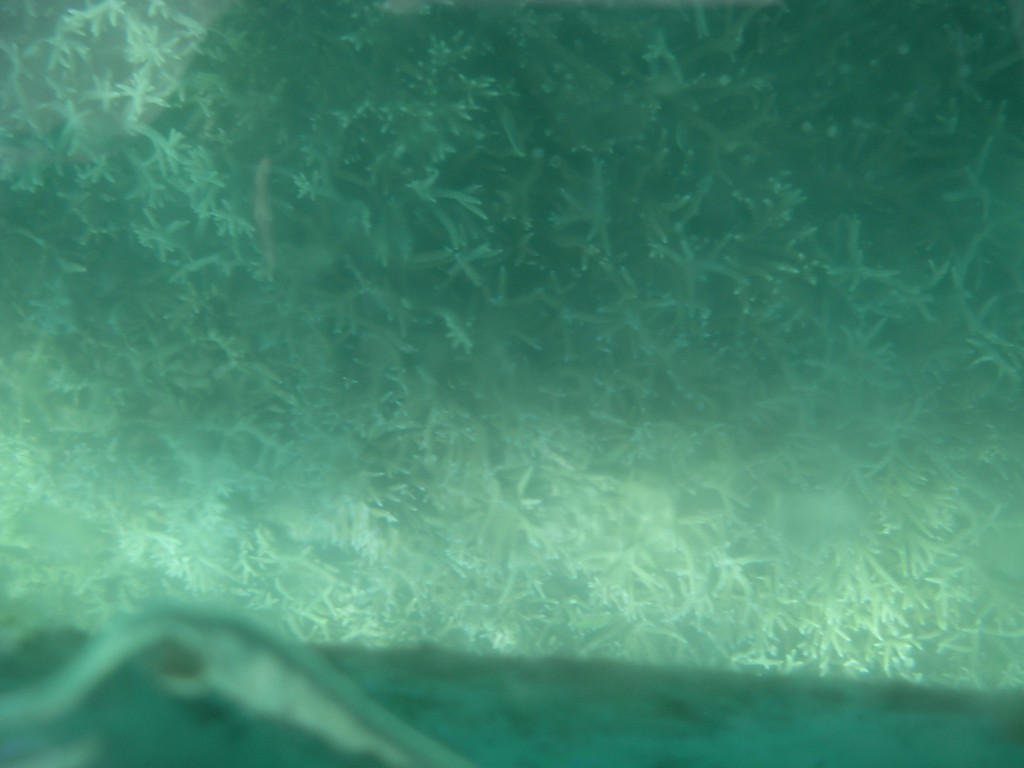 Glass bottom boat at North Bay