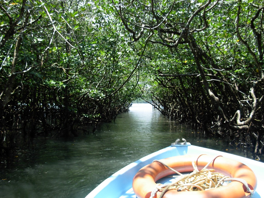 Mangrove forest en route to the caves